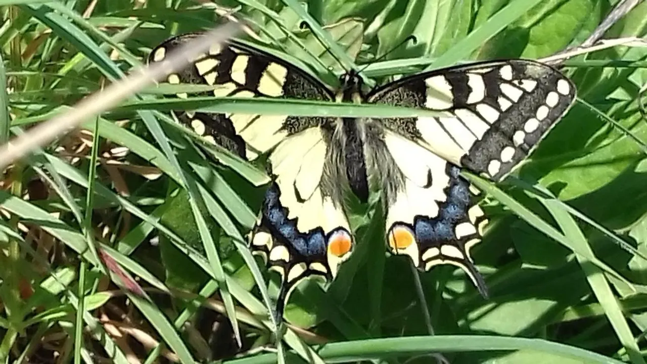 Les Papillons Villa Vrolle