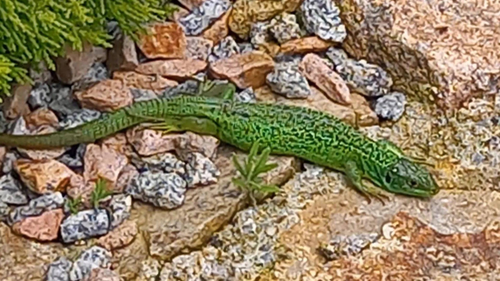 Les Papillons Villa Vrolle France